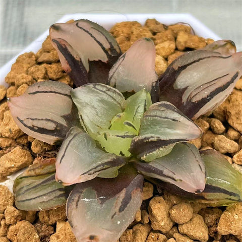 Haworthia Watermelon Mutant