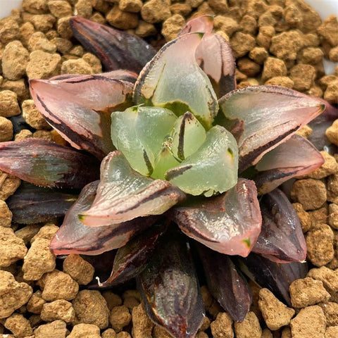 Haworthia Watermelon Mutant