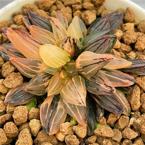Haworthia Watermelon Variegated Size S