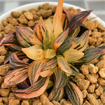 Haworthia Watermelon Variegated