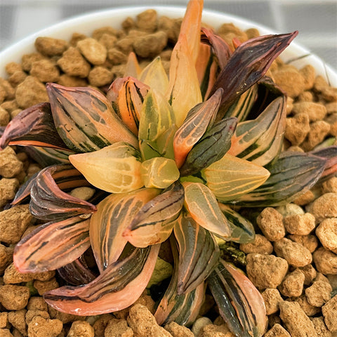 Haworthia Watermelon Variegated