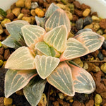 Haworthia Pygmaea 'West Lake' RV