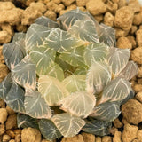 Haworthia White Akasen Lens Reverse Variegated