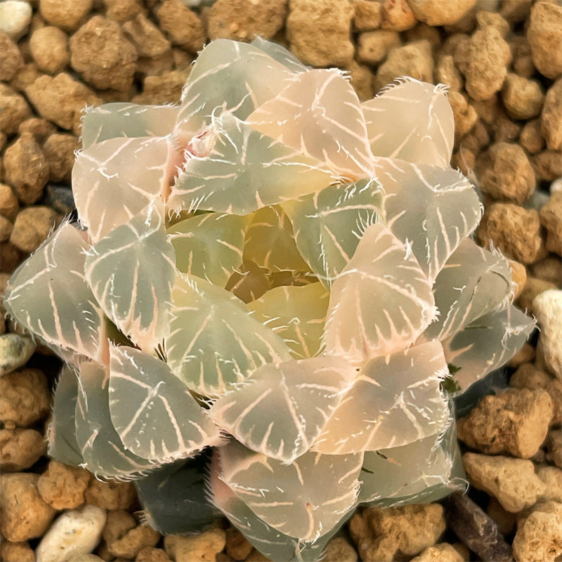 魚心観　SUPERLIMITED 黒蝶　1ー4.8 EVOLUTION Variegated – Page 19 – ChinaHaworthia