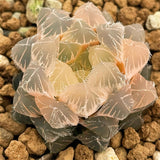 Haworthia White Akasen Lens Reverse Variegated