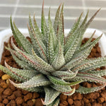 Haworthia Hard Leaf White Frost Variegated