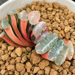 Haworthia Truncata White Jade Variegated