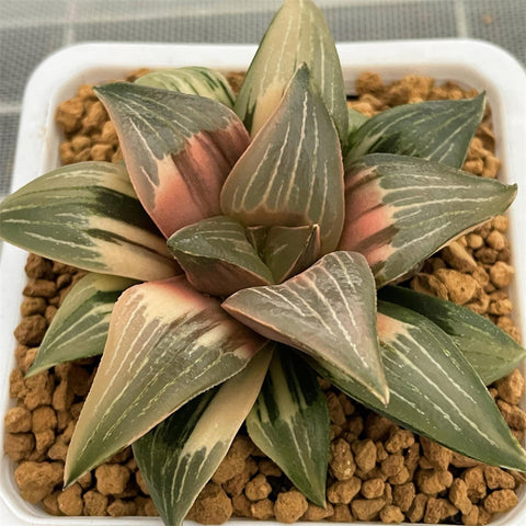 Haworthia Wild Goose Variegated
