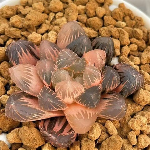 Haworthia Winter Princess Variegated