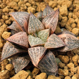 Haworthia Splendens Yukigeshiki Variegated