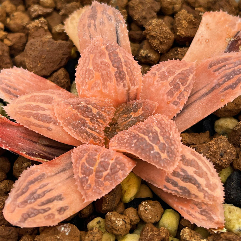 All – Page 32 – ChinaHaworthia