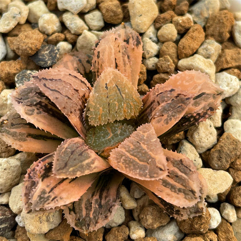 Haworthia Yoroi Variegated