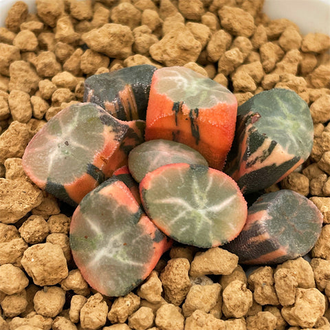 Haworthia Maughanii Yuki Aoi Variegated