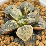 Haworthia Pygmaea Yukinosato Variegated