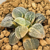 Haworthia Pygmaea Yukinosato Variegated
