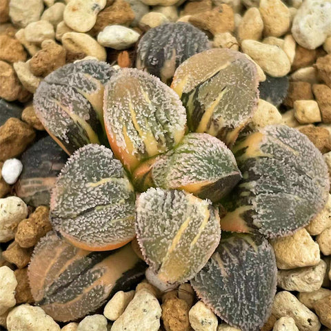 Haworthia Pygmaea Yukinosato Variegated Size (S）