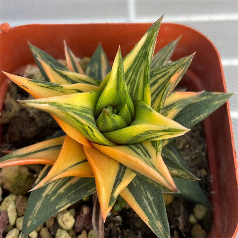 Haworthia Zouge no Tou Variegated Small Size