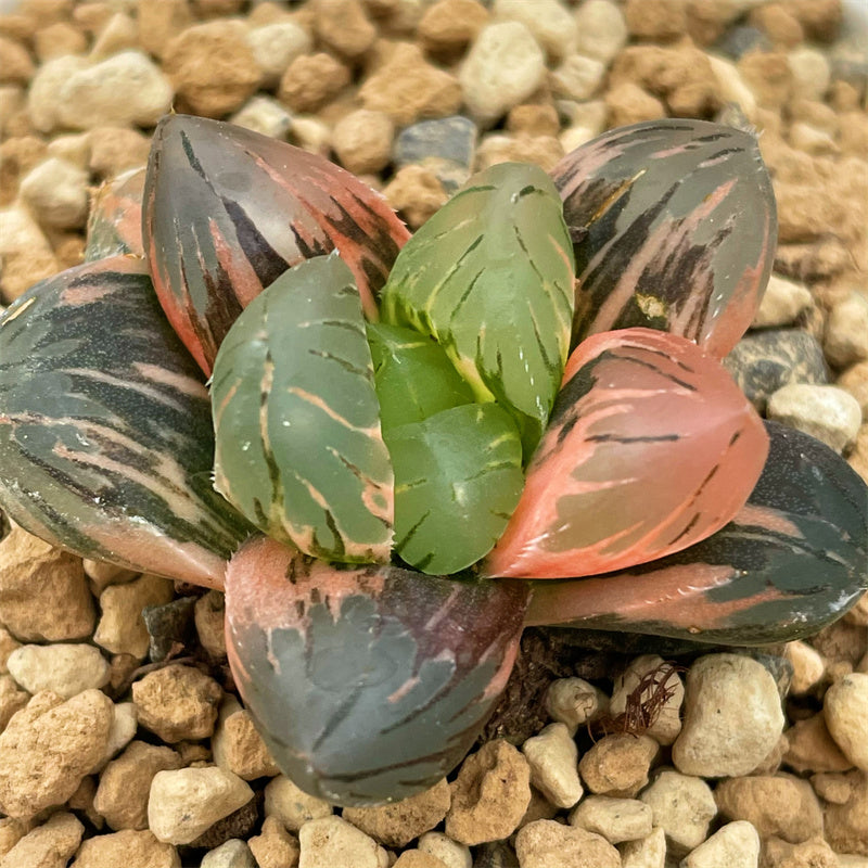Spouting Spring Haworthia Obtusa Spouting Spring Big Leaf Type – ChinaHaworthia
