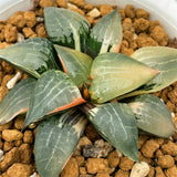 Haworthia Correcta Ice River Medium Size