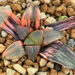 Haworthia Correcta Hetian NO. 1 Variegated