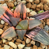 Haworthia Correcta Hetian NO. 1 Variegated