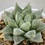 Haworthia Venusta Silver Soul