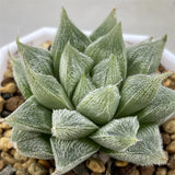 Haworthia Venusta Silver Soul