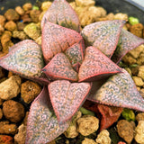 Haworthia Hybrid Type 'Summer Whisper' Plant from seeds
