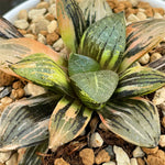 Haworthia Brocade Variegated Smaller size
