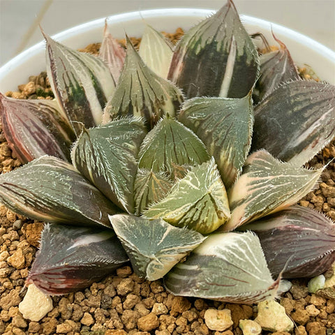Haworthia Big Leaf Type Cooperi var Venusta Variegated