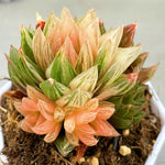 Haworthia Cooperi Var. Leightonii Variegated