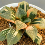 Haworthia Correcta Rainbow Variegated Plant from offsets