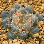 Haworthia Obtusa Pearl Reverse Variegated