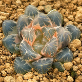 Haworthia Obtusa Pearl Reverse Variegated