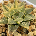 Haworthia Wimii Variegated
