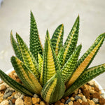 Haworthia Hard Leaf Koelmaniorum Hybrid Variegated