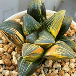 Haworthia Correcta Variegated Thick Leaf Type plant from offset