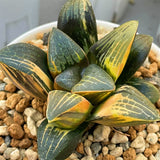 Haworthia Correcta Variegated Thick Leaf Type plant from offset