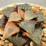 Haworthia Tropical Night Variegated