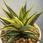 Haworthia Limifolia Var. Schuldtiana Variegated