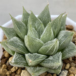 Haworthia Venusta Silver Soul