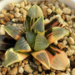 Haworthia Correcta Hetian NO. 1 Variegated