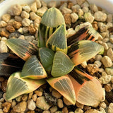 Haworthia Correcta Hetian NO. 1 Variegated
