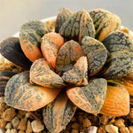 Haworthia Mordor Variegated Big Size