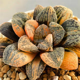 Haworthia Mordor Variegated Big Size