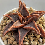 Haworthia Hard Leaf Koelmaniorum