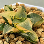 Haworthia Correcta Ohunabara Variegated