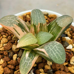 Haworthia Correcta Type Variegated (S)