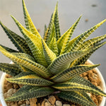 Haworthia Limifolia Var. Schuldtiana Variegated