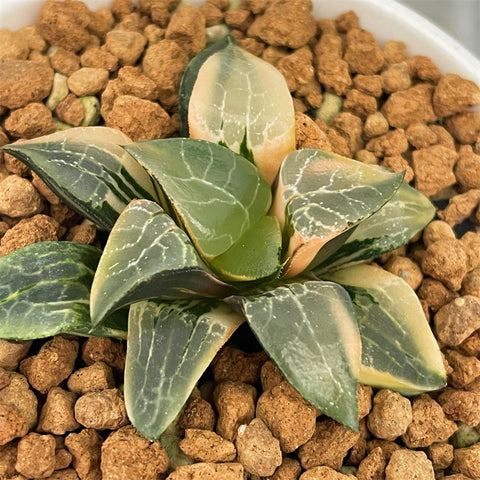 Haworthia Correcta Variegated